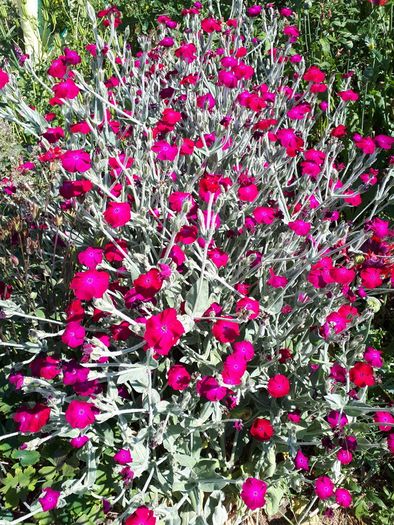 Lychnis Coronaria Seeds
