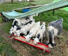 Pet Poly Pygmy Goats