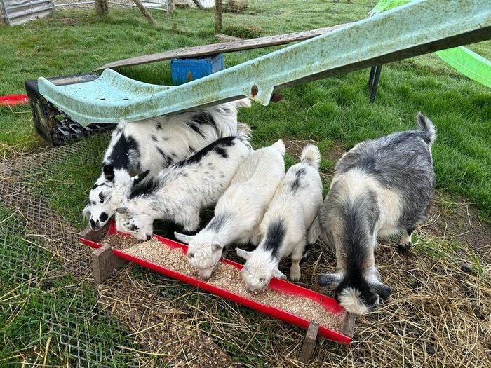 Pet Poly Pygmy Goats