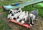 Pet Poly Pygmy Goats