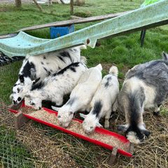 Pet Poly Pygmy Goats