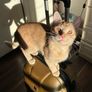 cat Image 4