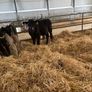 7 Angus homebred calves for sale Image 4