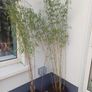 Massive tropical plant bundle Image 7