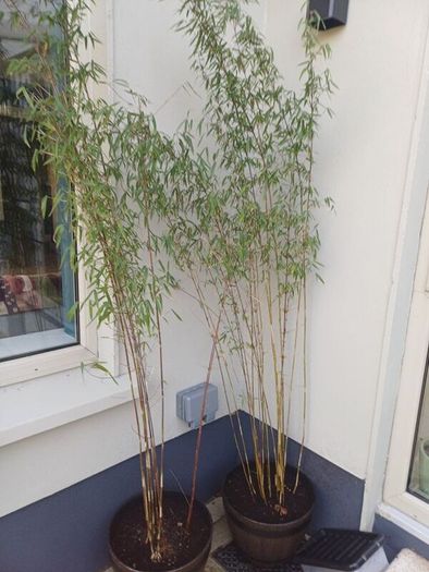 2x Fargesia jiuzhaigou bamboo in planters