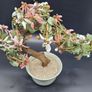 Chinese Vintage Glass Cherry Blossom Bonsai Tree Image 3