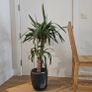 Large Multi-Stem Yucca Elephantipes Spineless Yucca Image 3