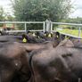 27 smashing Angus heifers Image 3