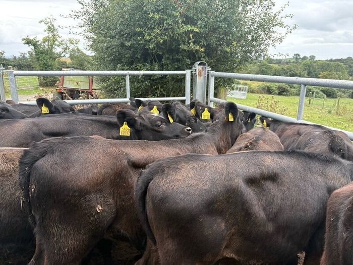 35 smashing  Angus heifers