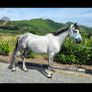 Connemara mare Image 3