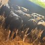 Fresian Bulls Image 7