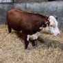 Pedigree Hereford bull Image 4