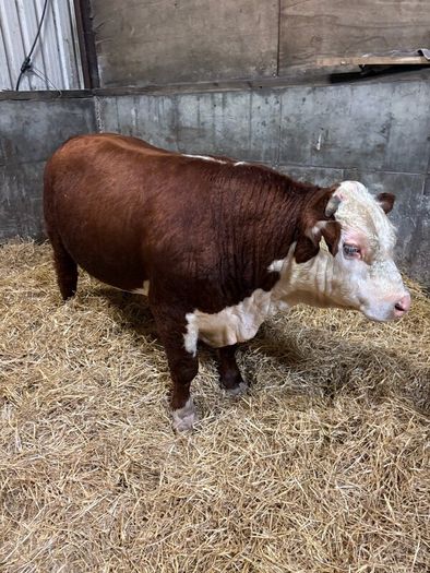 Pedigree Hereford bull