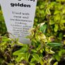 Herbs, Lavender, Strawberry Plants Image 7