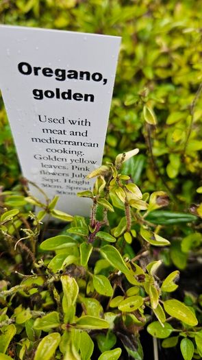 Herbs, Lavender, Strawberry Plants