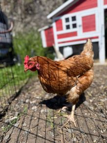 chickens