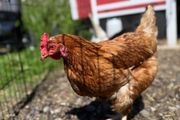 Chickens