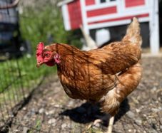 Chickens