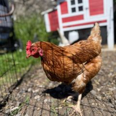 Chickens