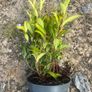 Sarcococca plants Image 3