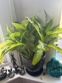 Peace Lily (Spathiphyllum) houseplant in a decorative pot