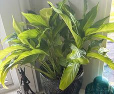 Peace Lily (Spathiphyllum) houseplant in a decorative pot