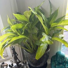 Peace Lily (Spathiphyllum) houseplant in a decorative pot