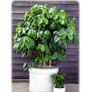 (C) Coffee Arabica seeds (445817) Image 2
