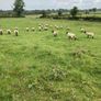 Ewe Hoggets Image 8