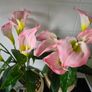 2 artificial calla lily Image 2