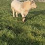 Animal Image 5