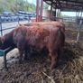 Bulls Image 9
