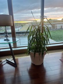 Plant in very big pot