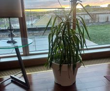 Plant in very big pot
