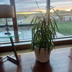 Plant in very big pot