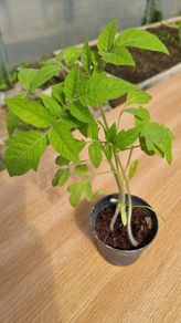 tomatoes plant