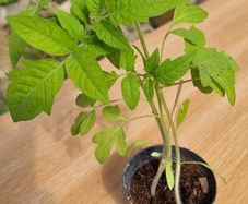 tomatoes plant