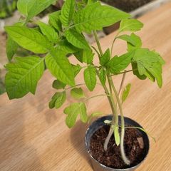 tomatoes plant