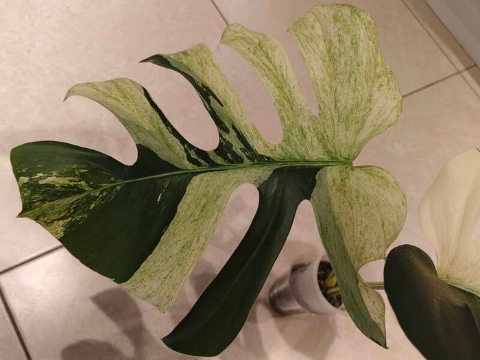 Monstera Mint big leaves