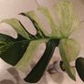 Monstera Mint big leaves Image 4