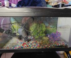 Fish Tank. There is a slight crack on the side of it but no leak as it's plastered. See the pic.  NO ACCESSORIES. TANK ONLY....
