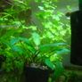 Aquarium plants Image 2