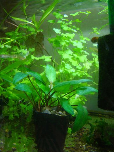Aquarium plants