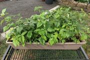 Plants