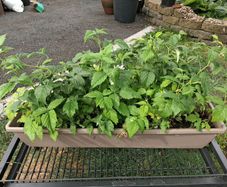 Plants
