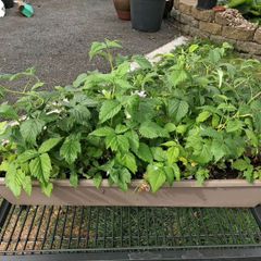 Plants
