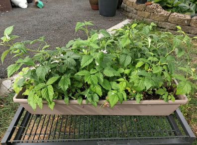 Plants