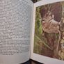 Wild Animals of the British Isles - Maurice Burton Image 6