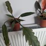 Philodendron Choco Empress Plant Image 2