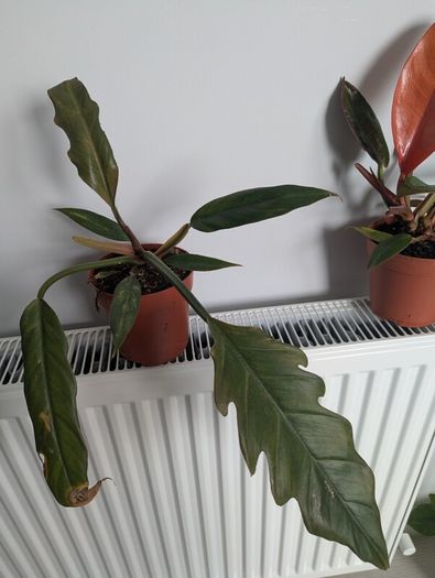Philodendron Choco Empress Plant